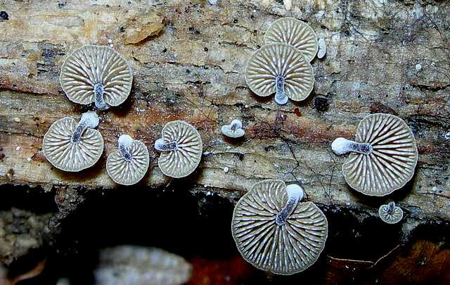 2005 :  Un anno di funghi